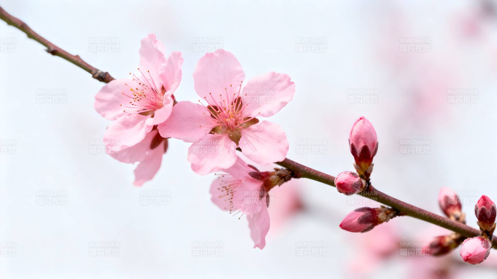 樱花绽放枝头图片