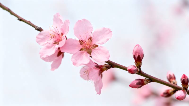 樱花绽放枝头图片