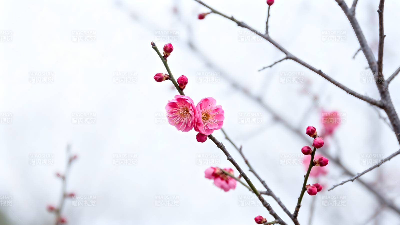 梅花绽放枝头图片