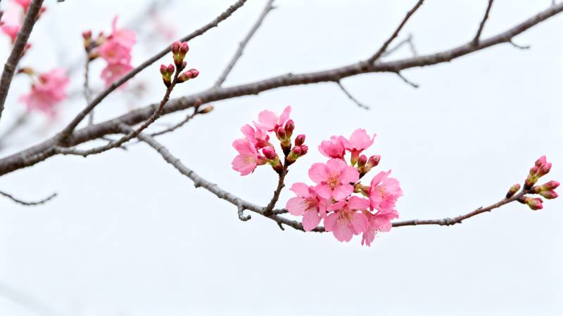 樱花绽放枝头图片