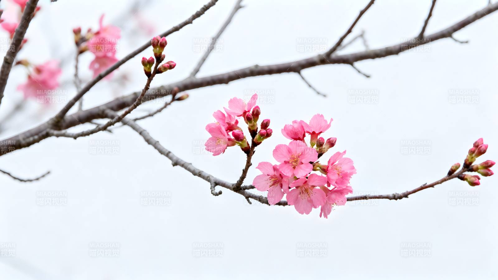 樱花绽放枝头图片