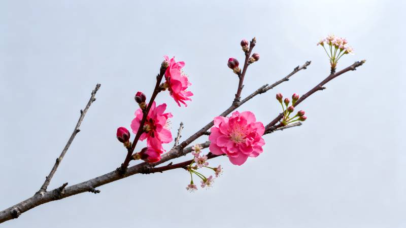 樱花绽放枝头图片