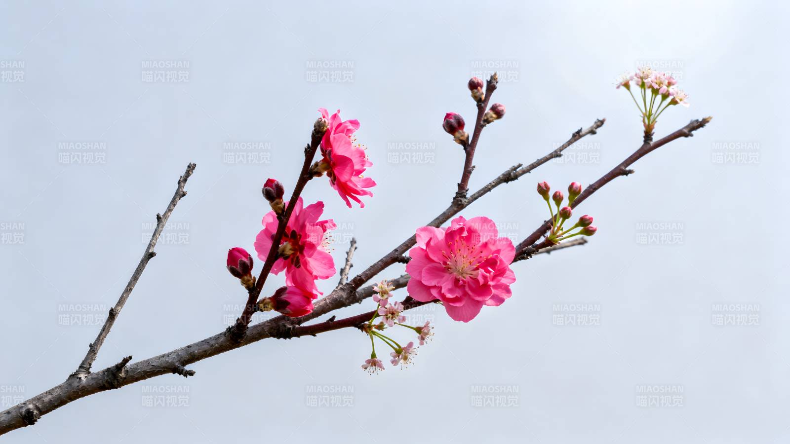 樱花绽放枝头图片