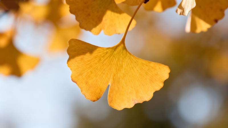 银杏叶秋景图片