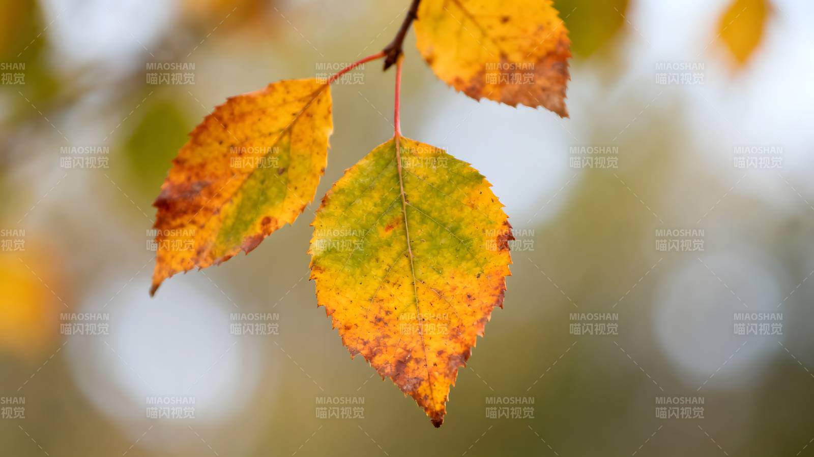 秋叶渐黄图片