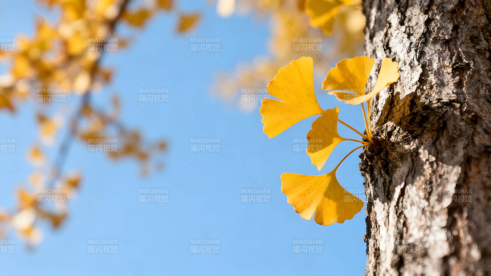 银杏叶黄秋意浓图片