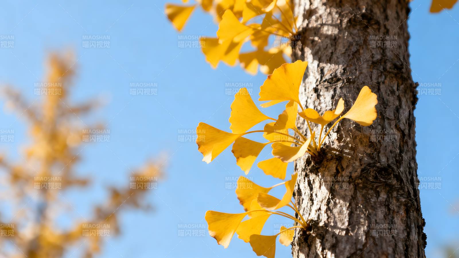 银杏叶黄秋意浓图片