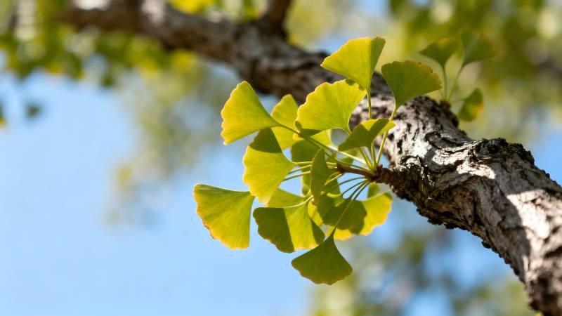 银杏叶在枝头绽放图片