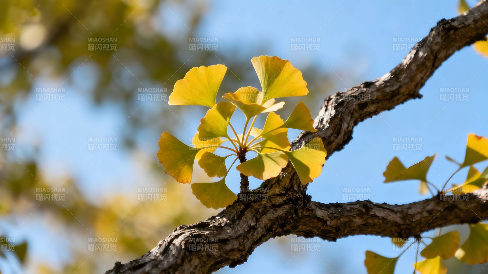 银杏叶黄秋意浓图片
