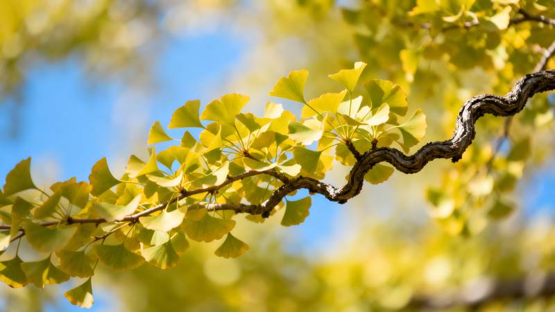 银杏叶黄秋意浓图片
