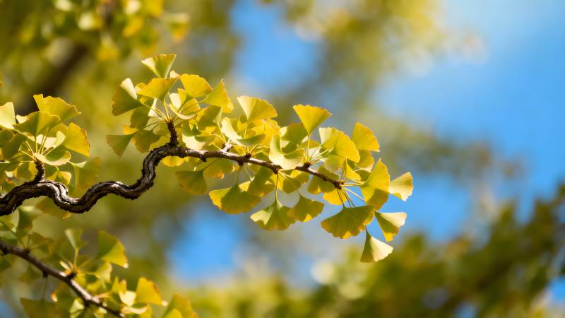 银杏叶黄秋意浓图片