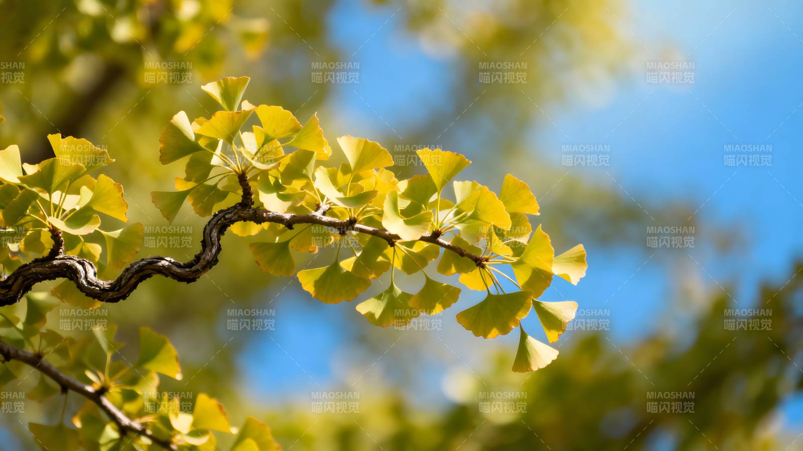 银杏叶黄秋意浓图片
