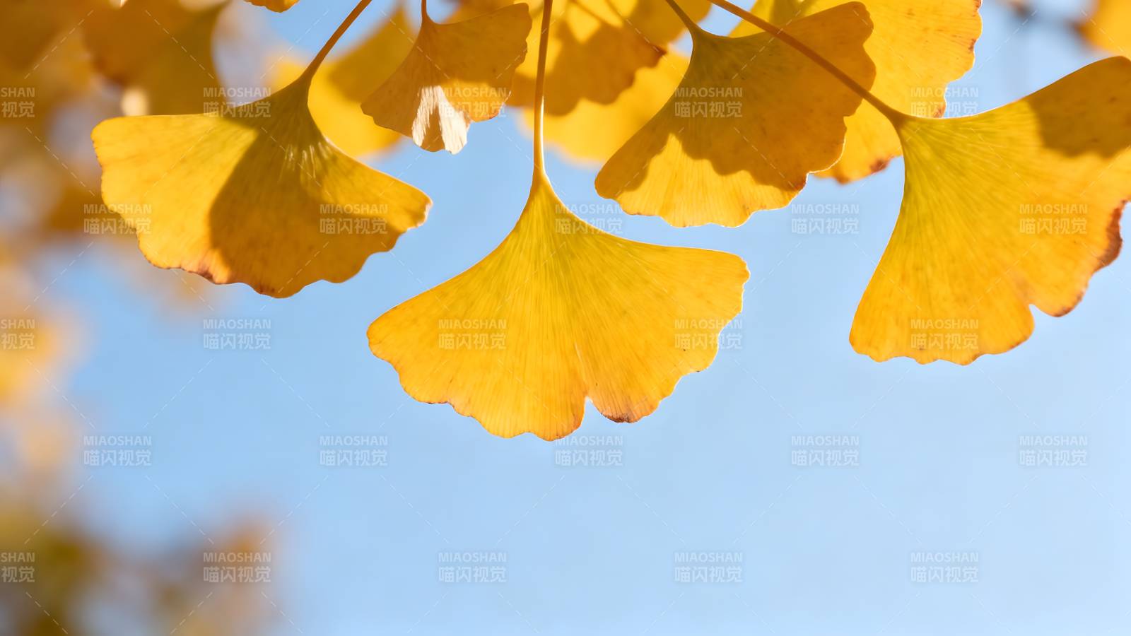 秋日银杏叶图片