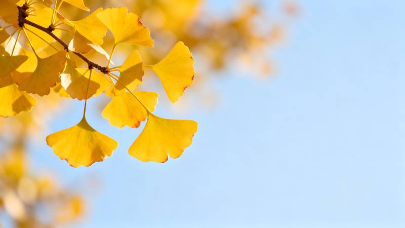 银杏叶黄秋意浓图片