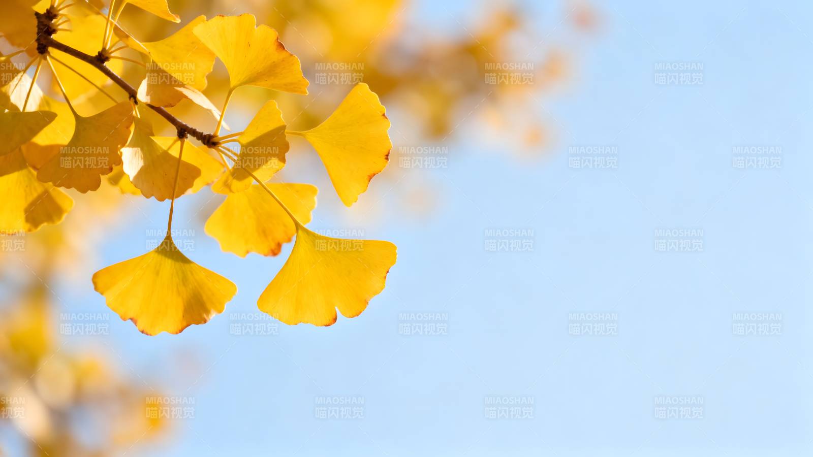 银杏叶黄秋意浓图片