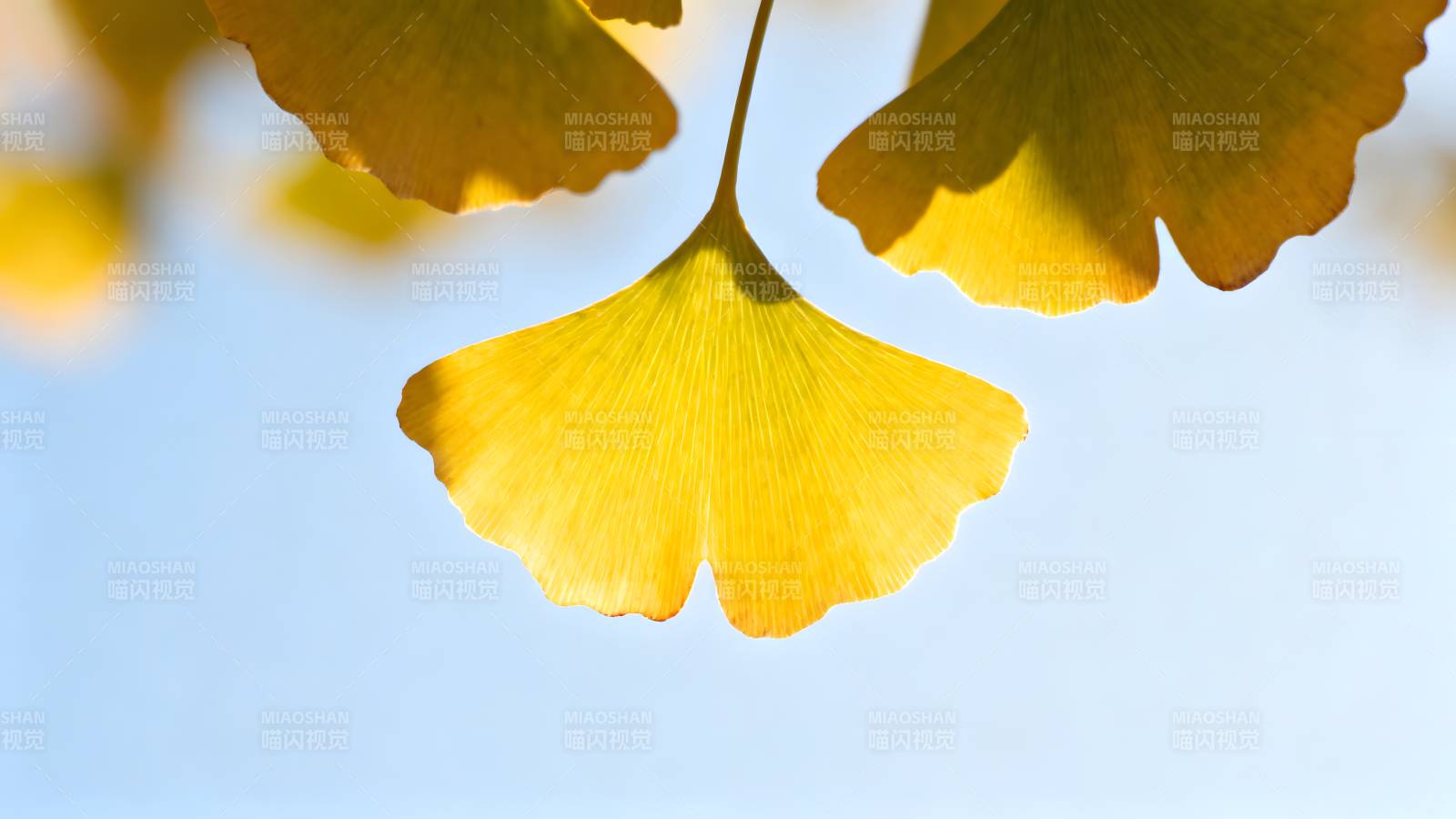 银杏叶黄秋意浓图片