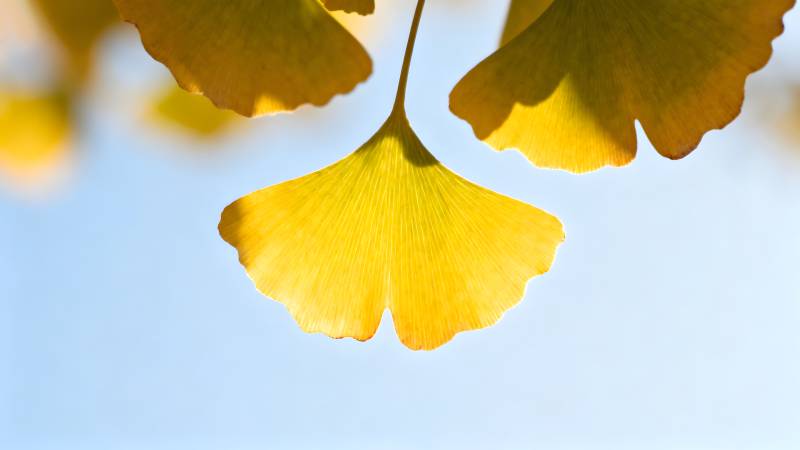 银杏叶黄秋意浓图片