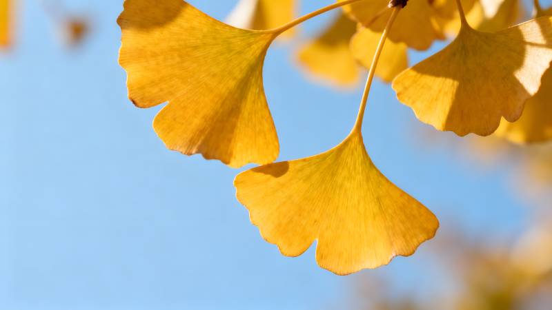 银杏叶黄秋意浓图片