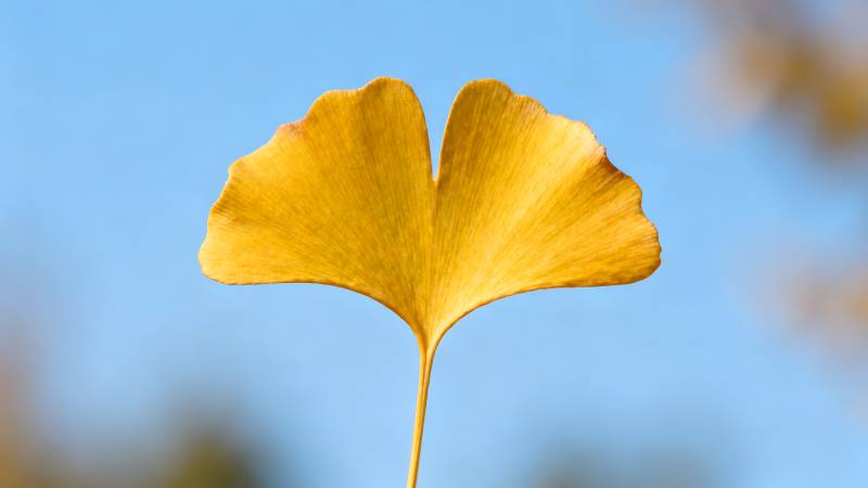 银杏叶黄秋意浓图片