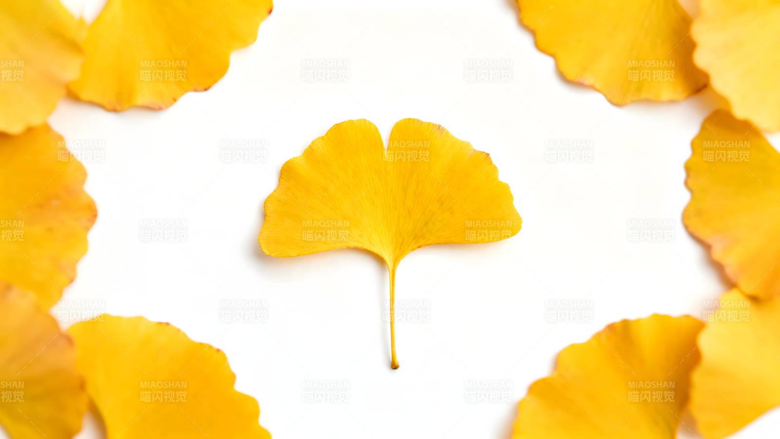 银杏叶秋意浓图片