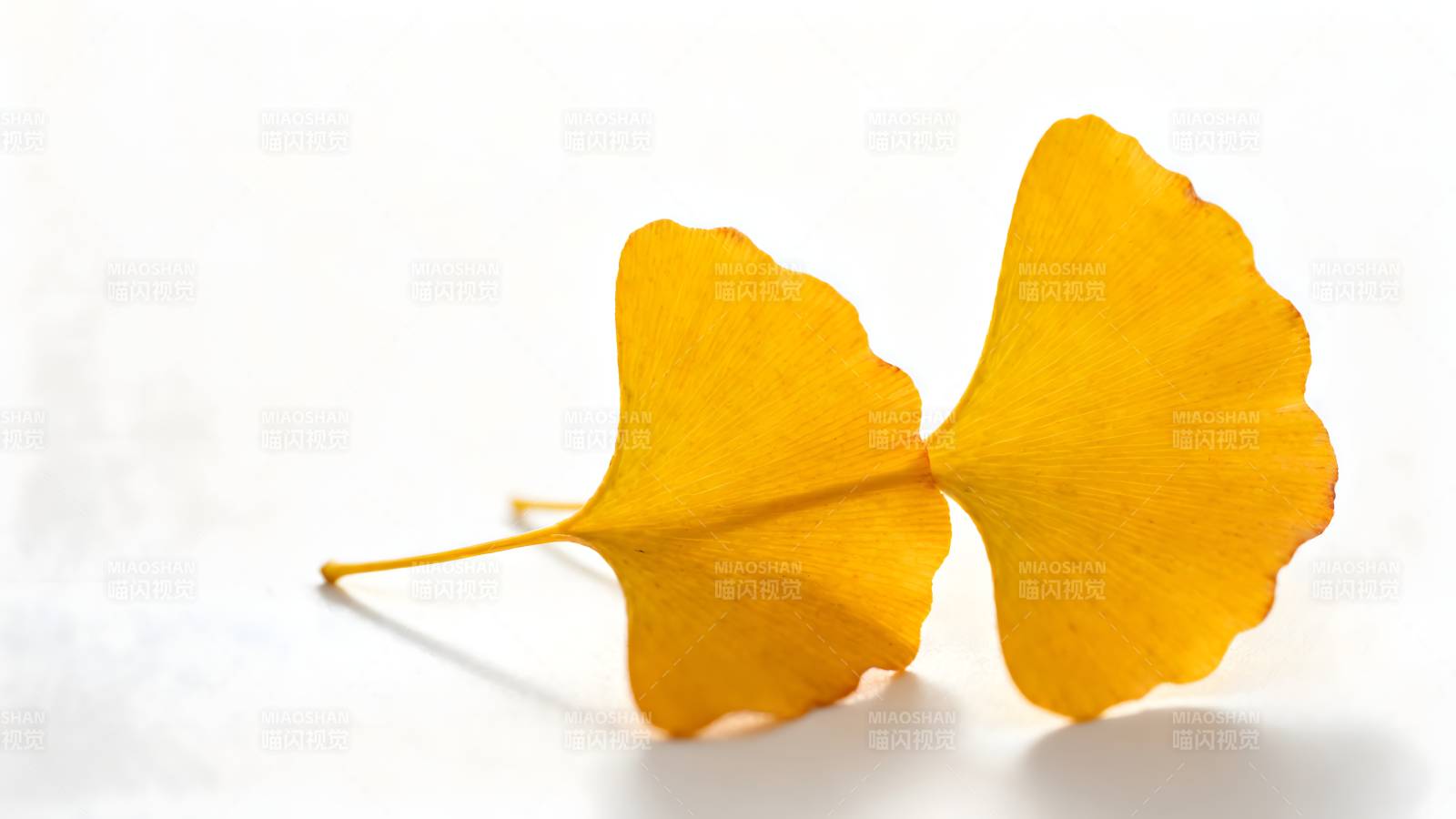 银杏叶的秋色图片