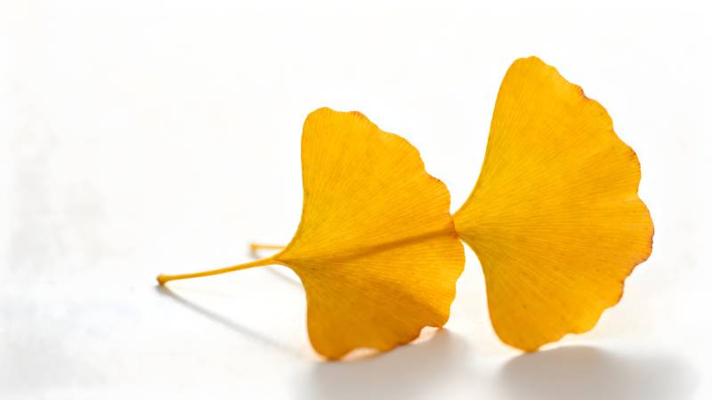 银杏叶的秋色图片