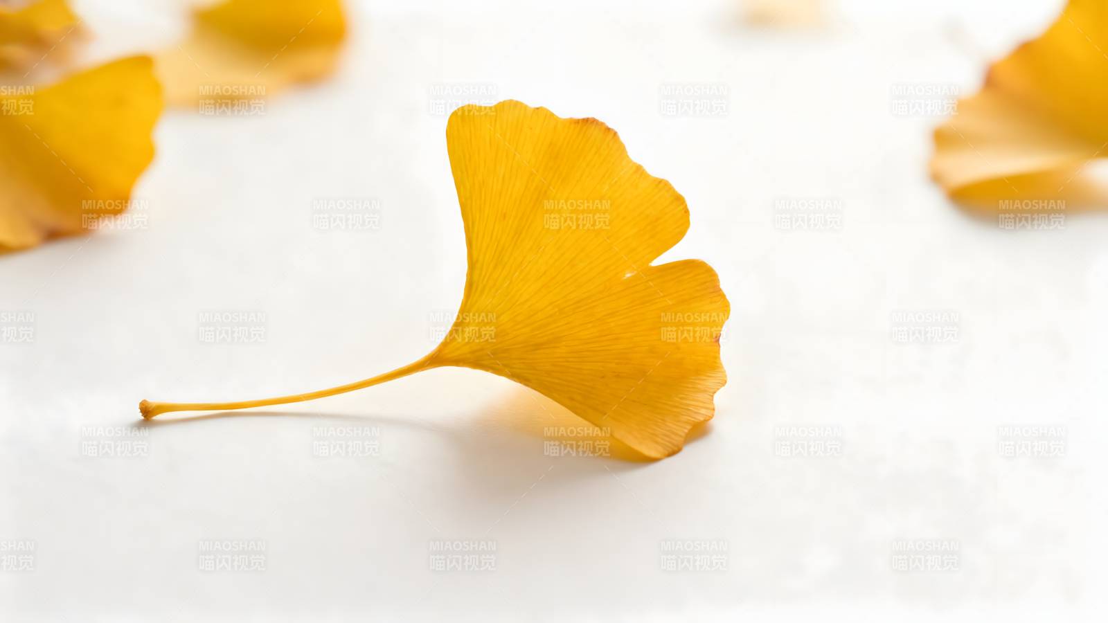 银杏叶秋景图片