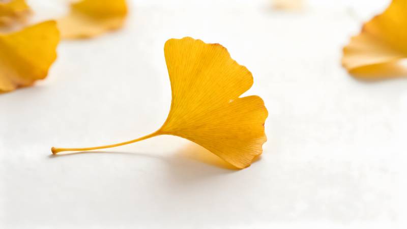 银杏叶秋景图片