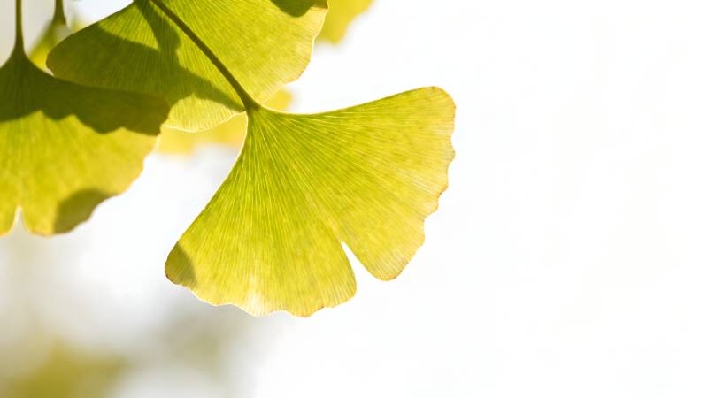 银杏叶的光影图片