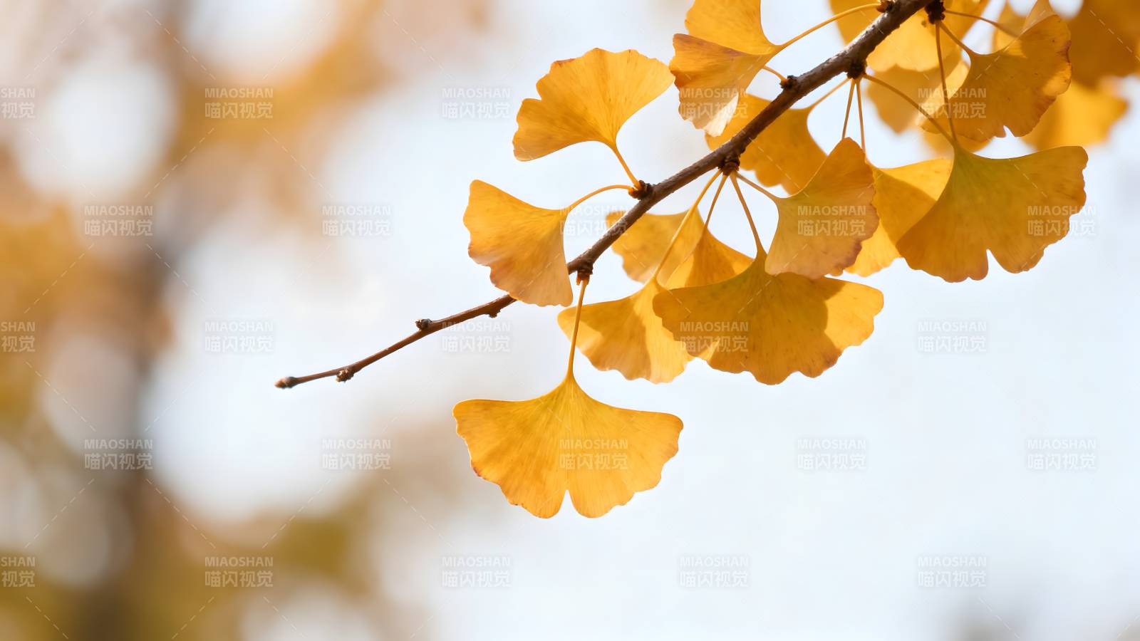 银杏叶黄秋意浓图片