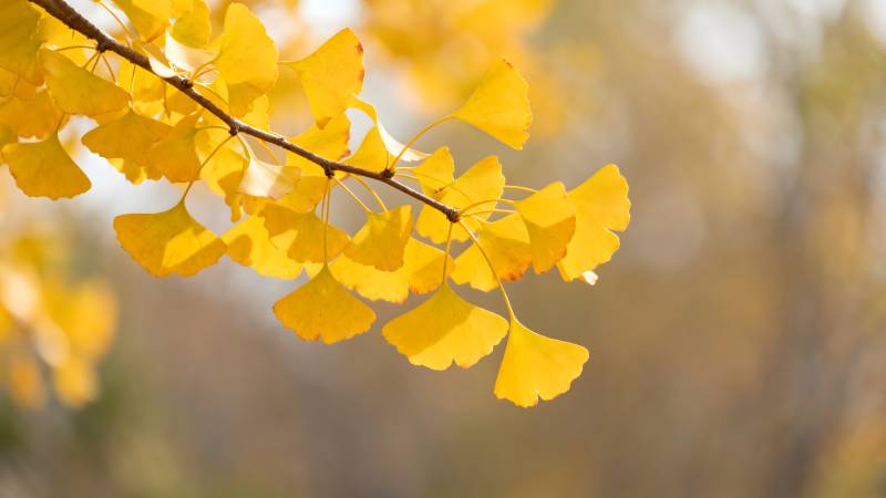 银杏叶黄秋意浓图片