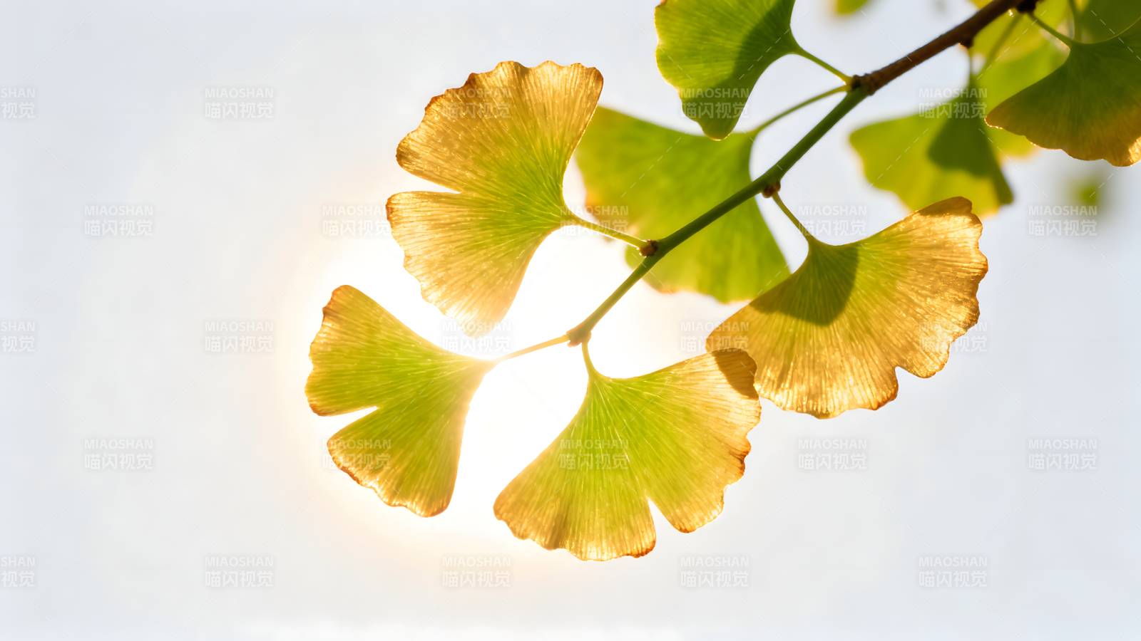 银杏叶迎光图片