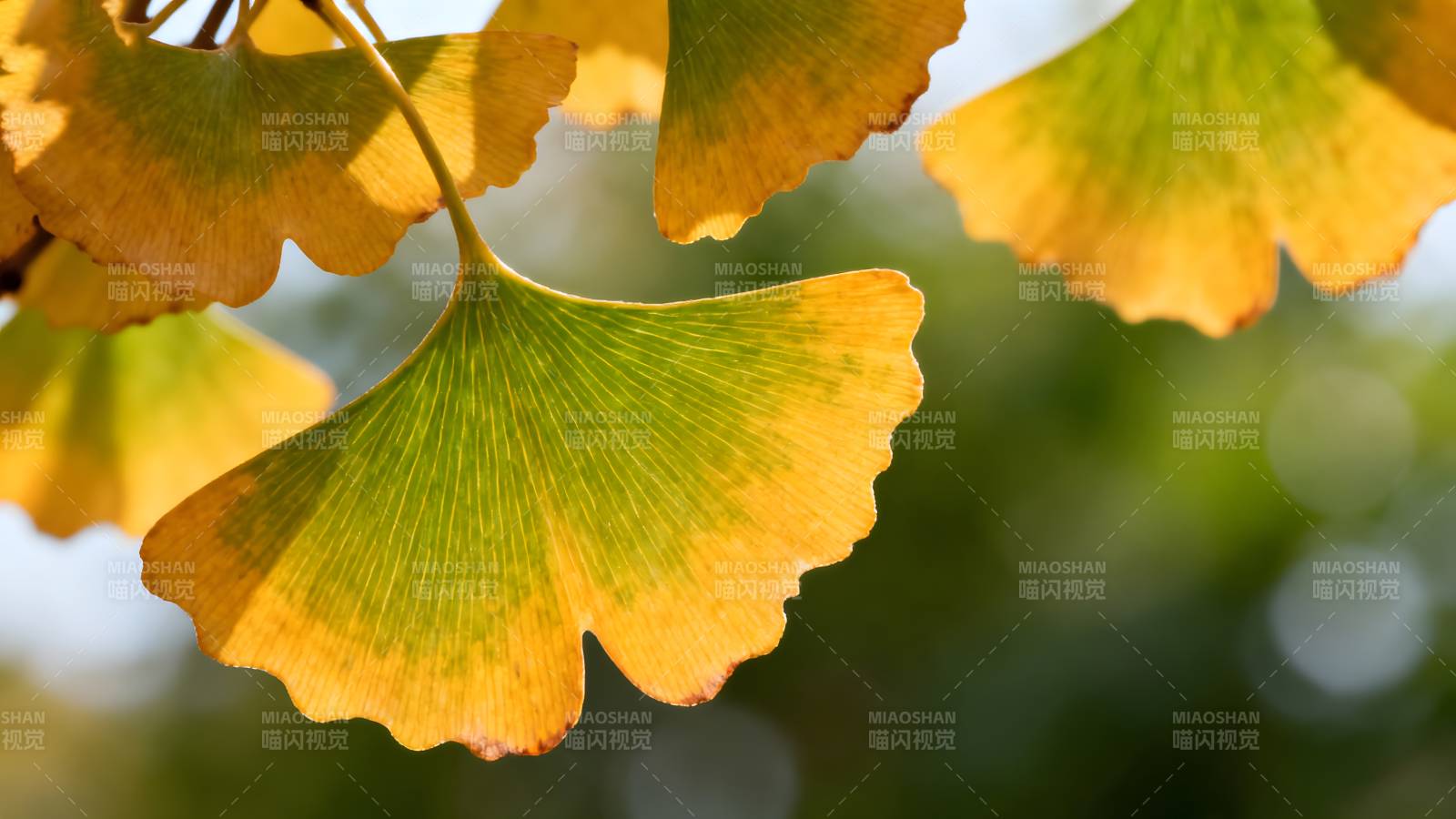 银杏叶秋色图片
