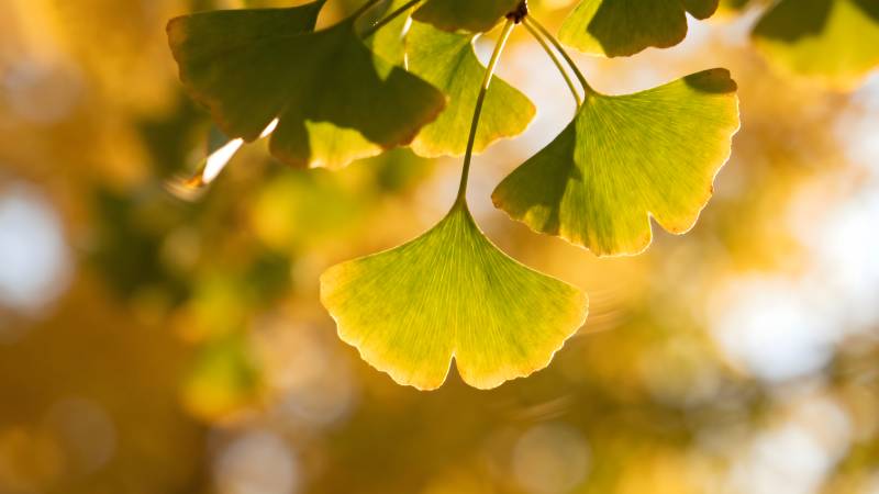 银杏叶秋景图片