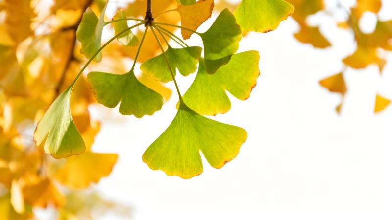 银杏叶秋景图片