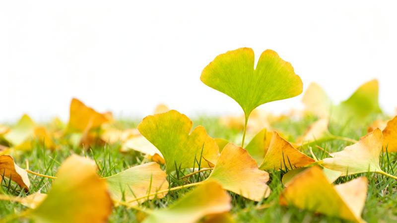 银杏叶铺满草地图片