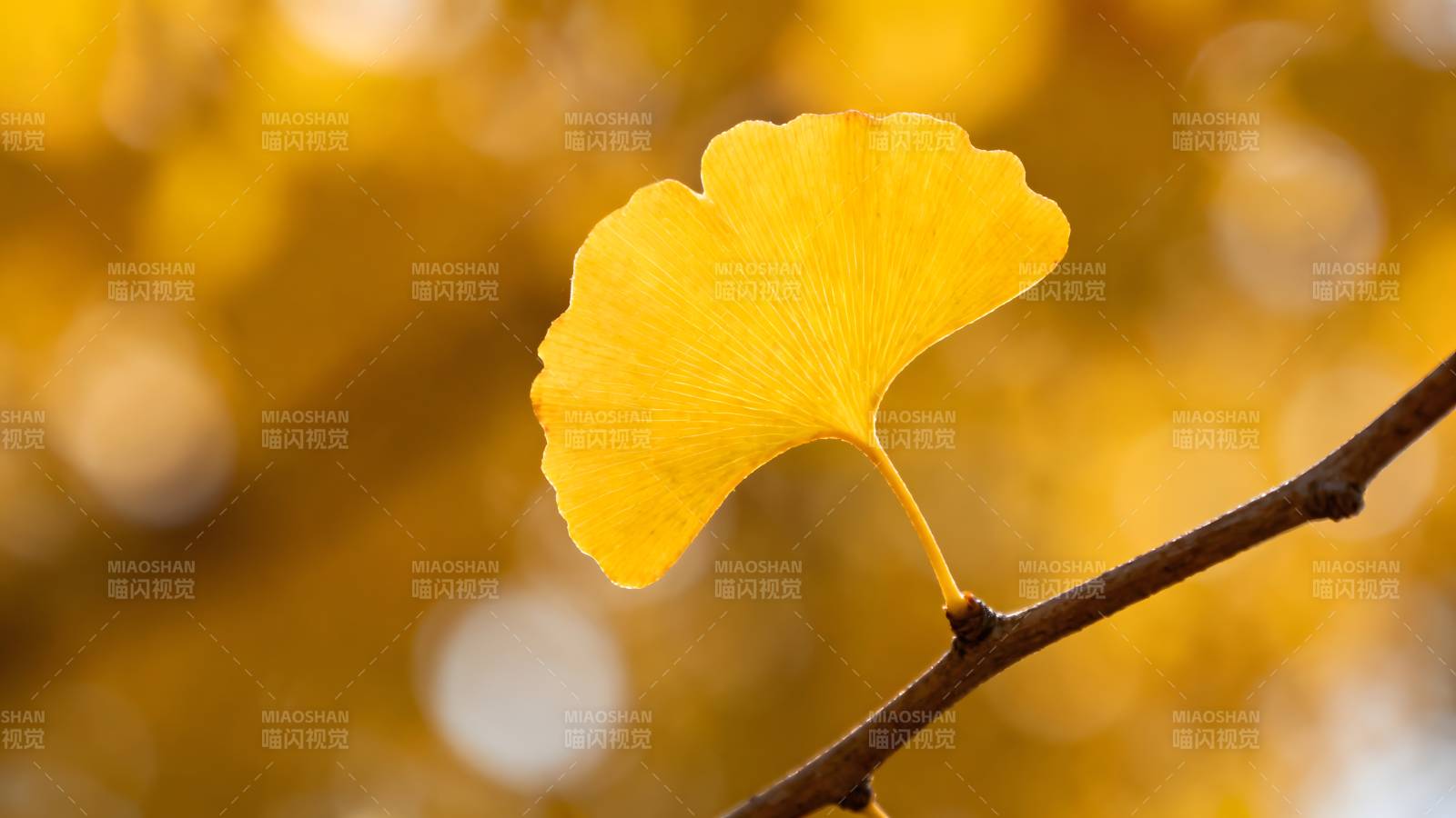 银杏叶黄秋意浓图片