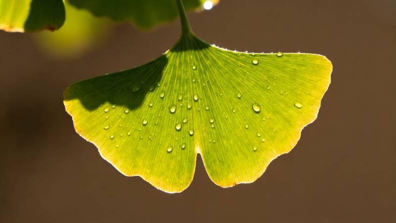 银杏叶上的露珠图片