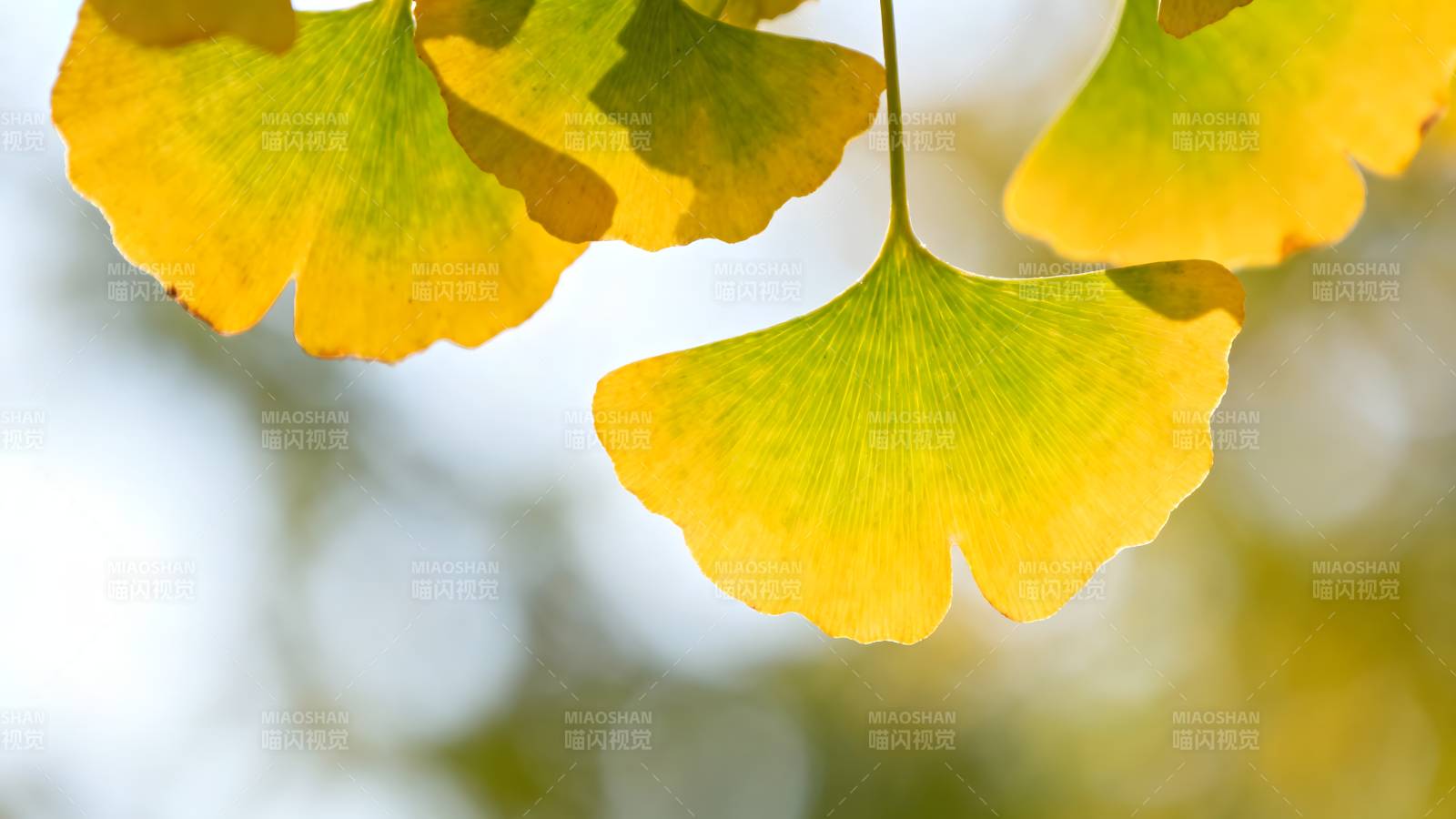 银杏叶黄秋意浓图片