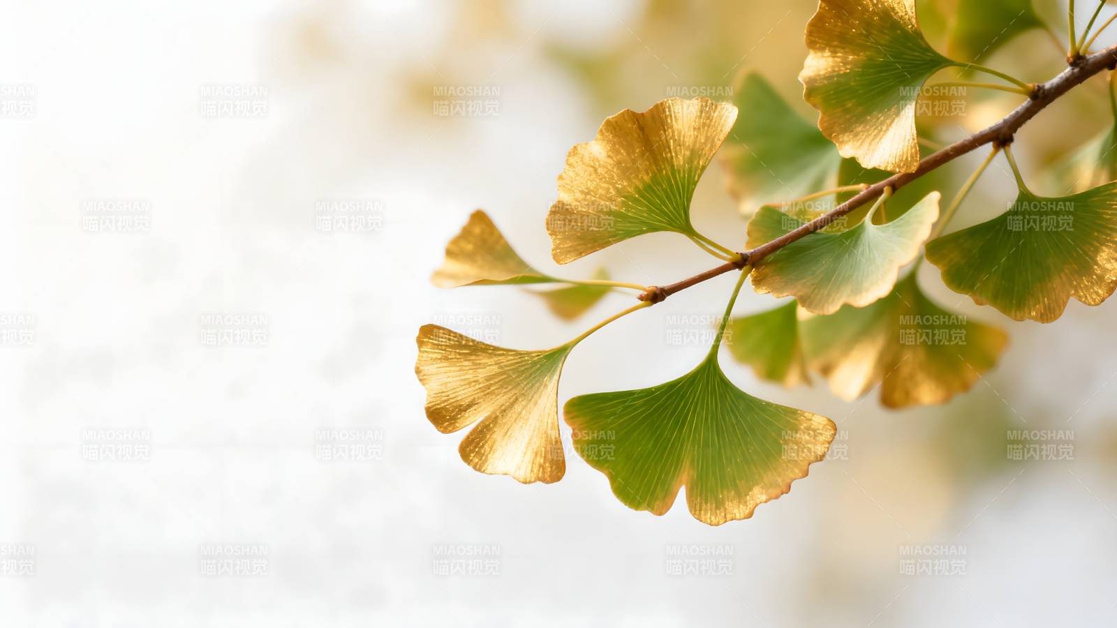 银杏叶秋景图片