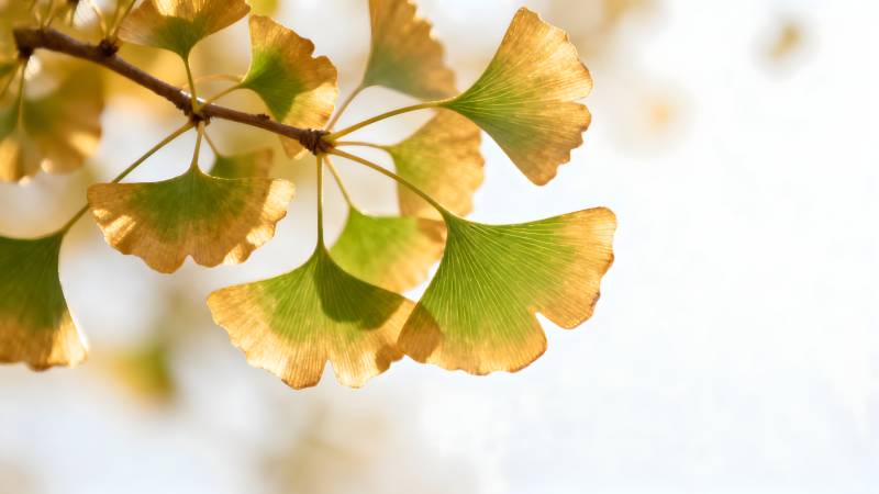 银杏叶秋色图片