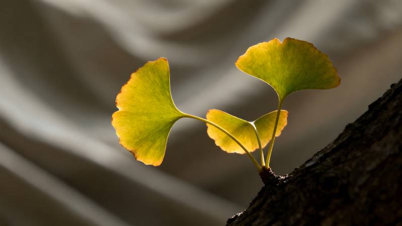 银杏叶在光中绽放图片