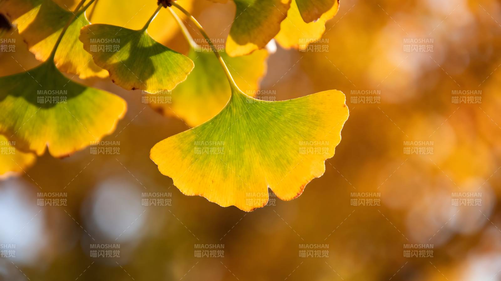 秋叶金黄 光影斑驳图片