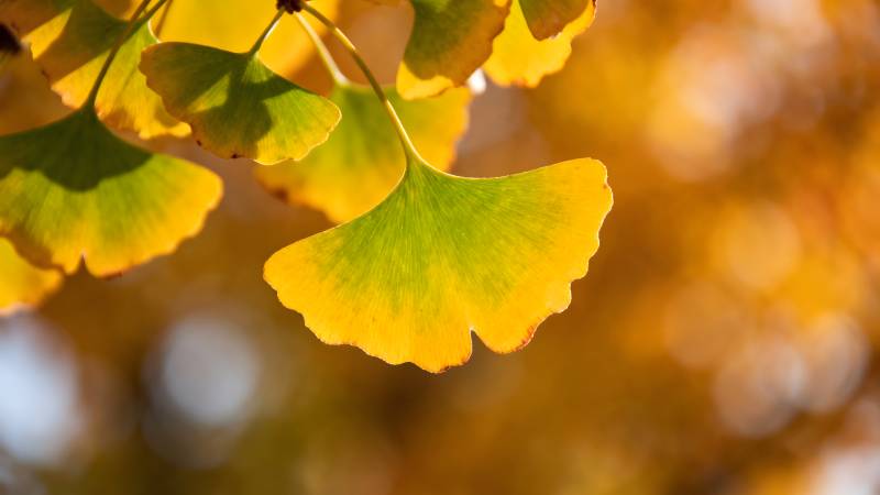 秋叶金黄 光影斑驳图片