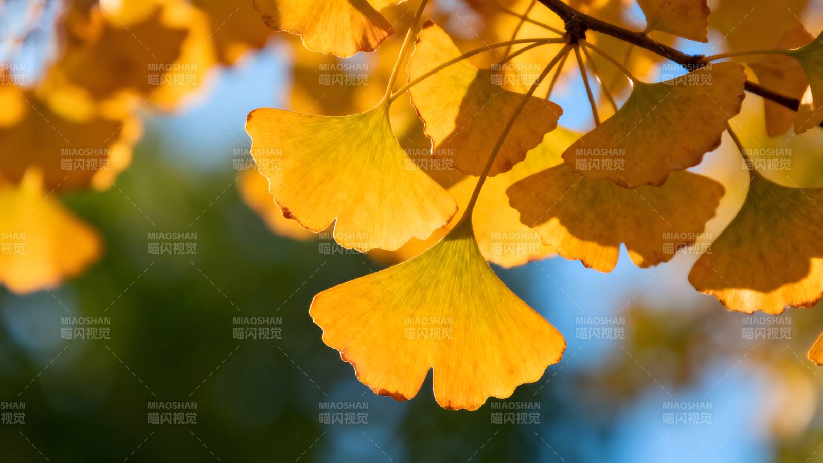 银杏叶黄秋意浓图片