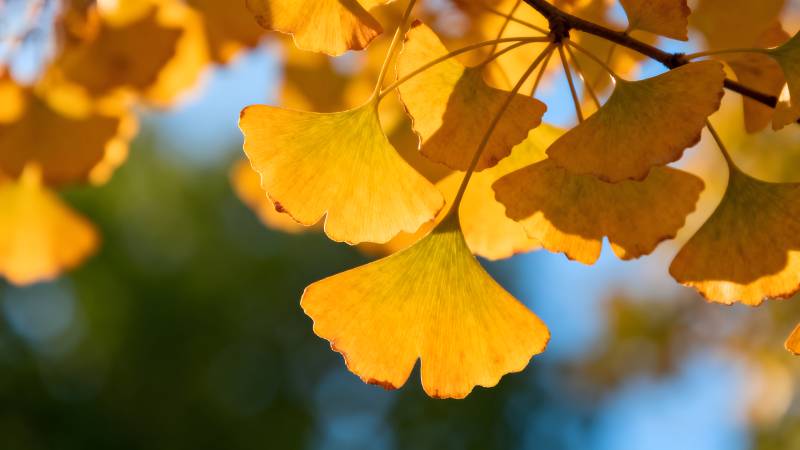 银杏叶黄秋意浓图片