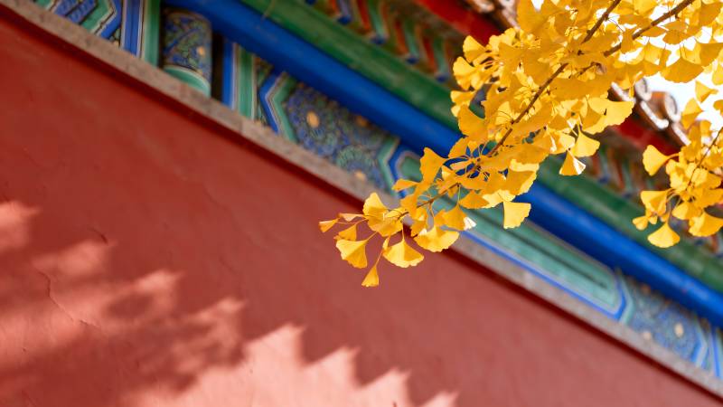 秋叶映红墙图片