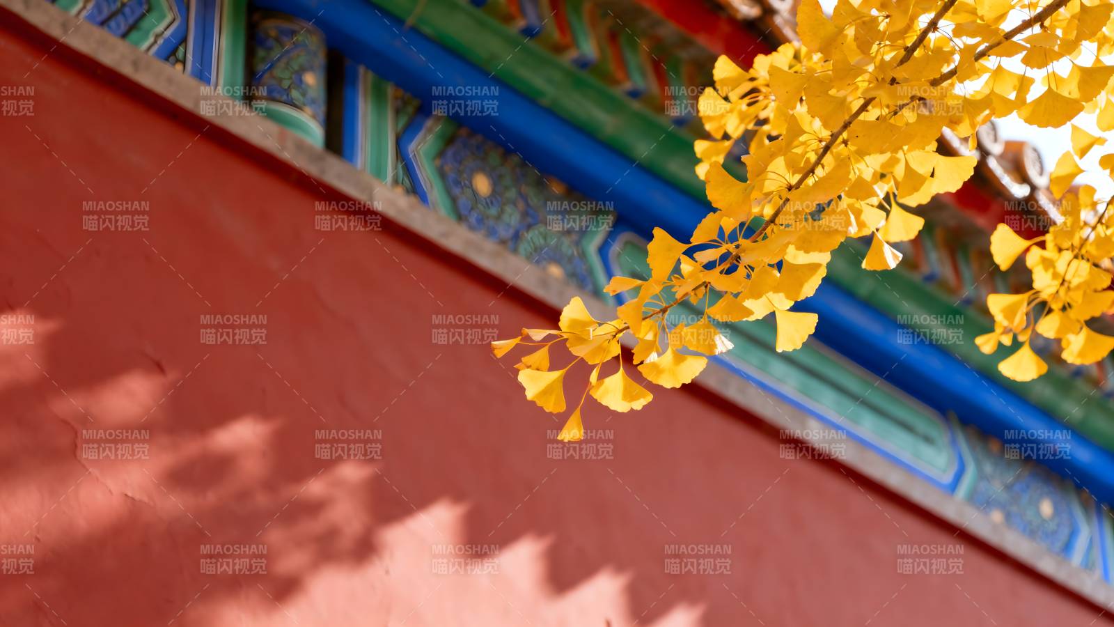 秋叶映红墙图片