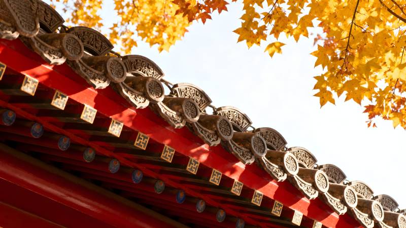 秋叶映红檐图片