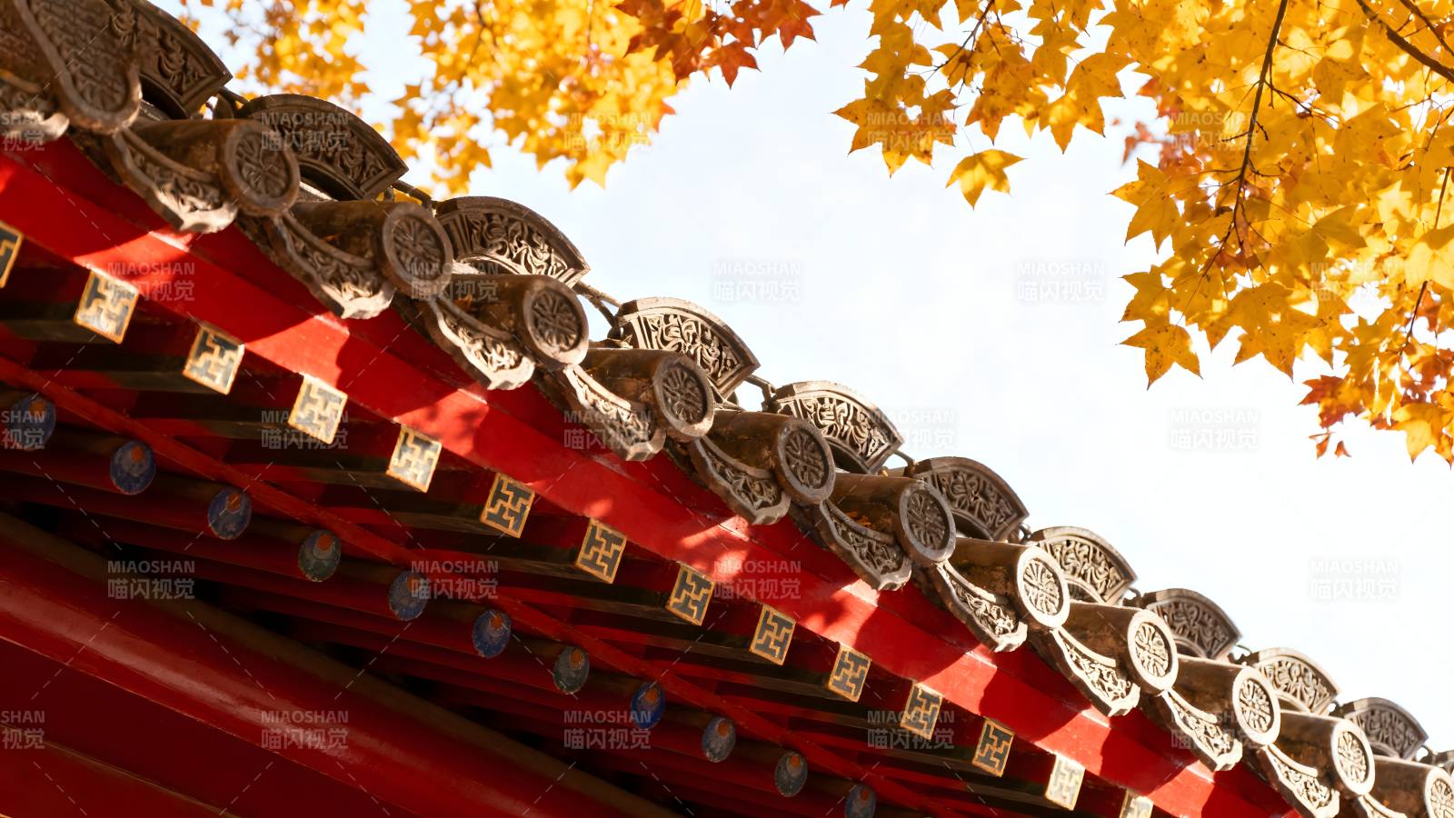 秋叶映红檐图片